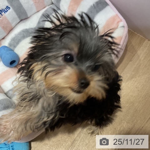 福岡県のヨークシャーテリア (ペットプラス 小倉南店/2025年8月26日生まれ/女の子/スチールブルータン)の子犬の4枚目の画像