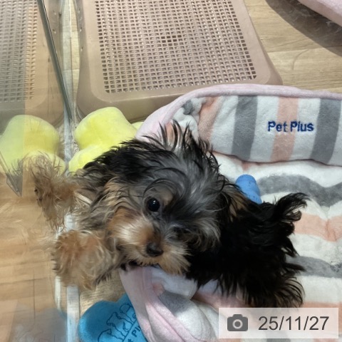 福岡県のヨークシャーテリア (ペットプラス 小倉南店/2025年8月26日生まれ/女の子/スチールブルータン)の子犬の3枚目の画像