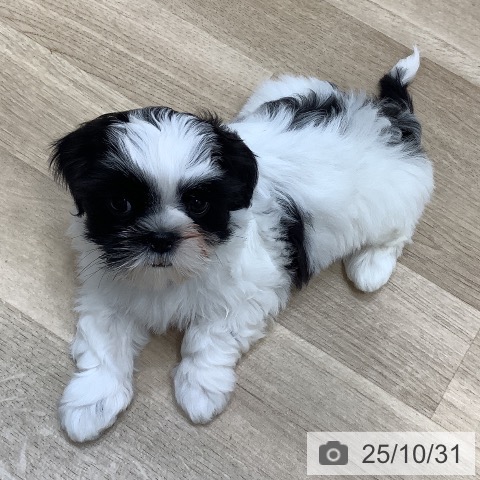 シー・ズーの写真