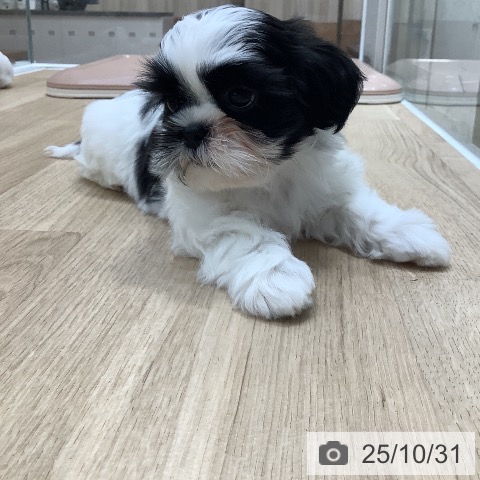 シー・ズーの写真