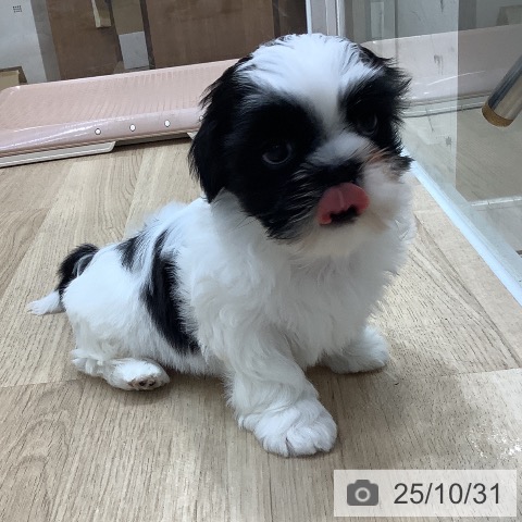 シー・ズーの写真