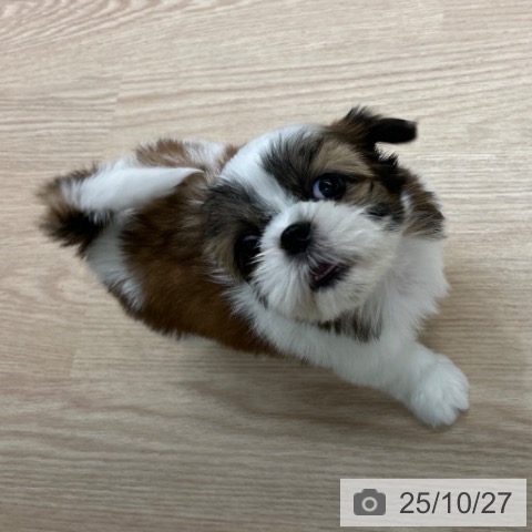 シー・ズーの写真