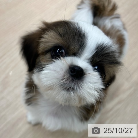 シー・ズーの写真