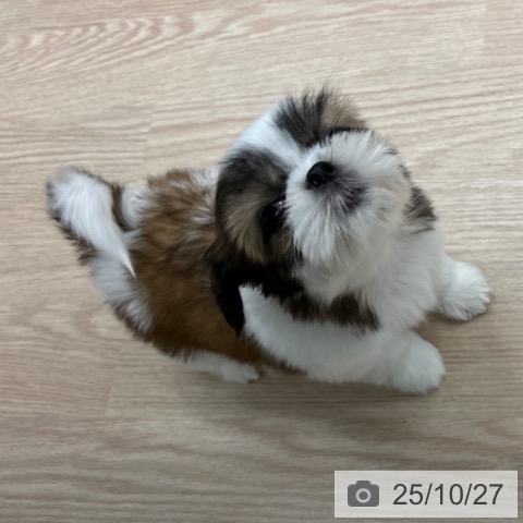 シー・ズーの写真