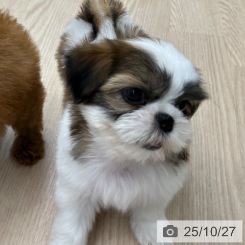 シー・ズーの写真