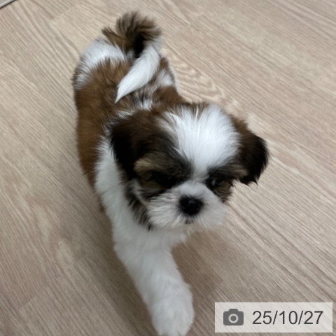 シー・ズーの写真