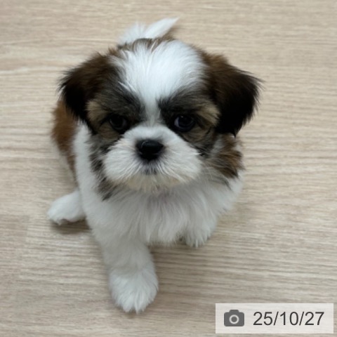 シー・ズーの写真