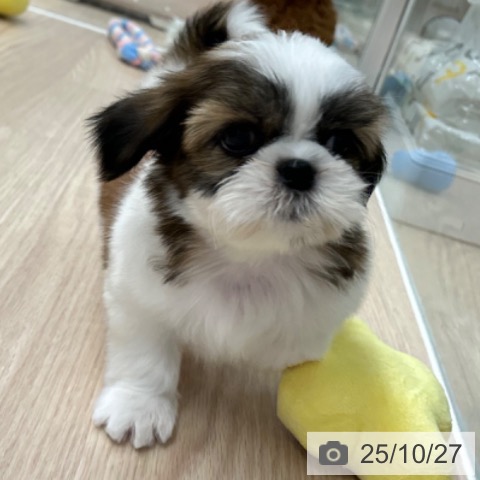 シー・ズーの写真