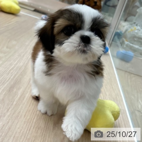 シー・ズーの写真