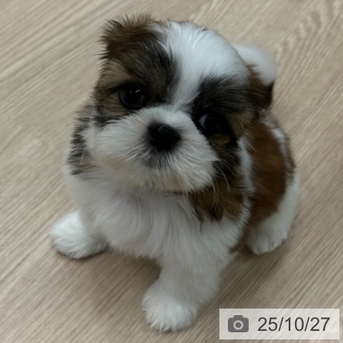 シー・ズーの写真