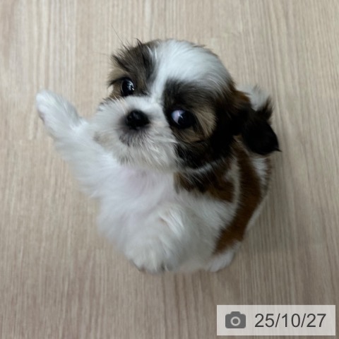 シー・ズーの写真