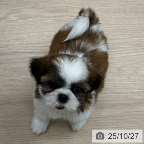 シー・ズーの写真