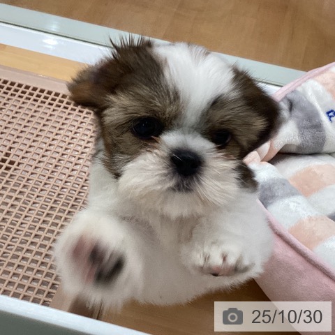 シー・ズーの写真