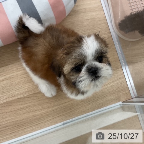 シー・ズーの写真