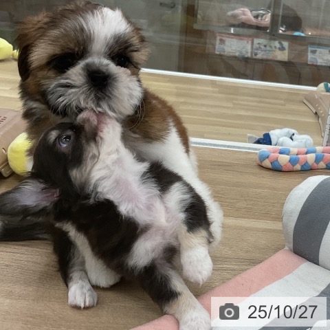 シー・ズーの写真