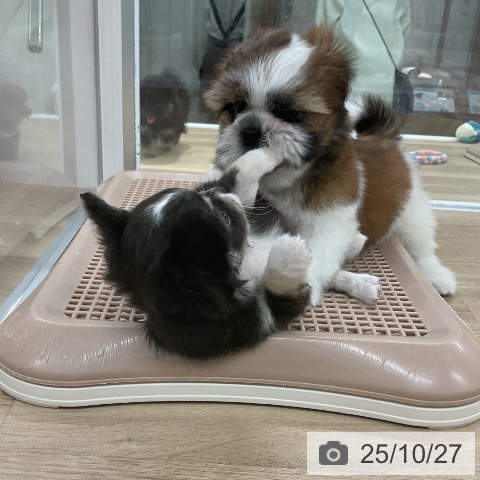 シー・ズーの写真