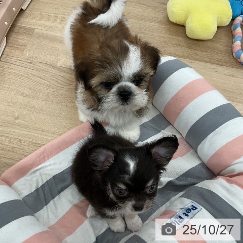 シー・ズーの写真