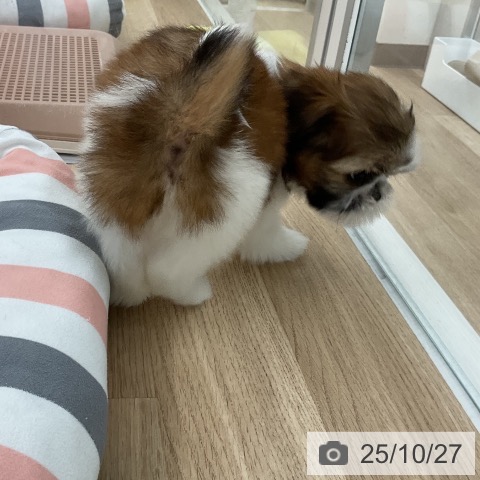 シー・ズーの写真