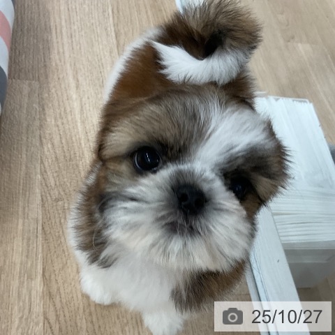 シー・ズーの写真