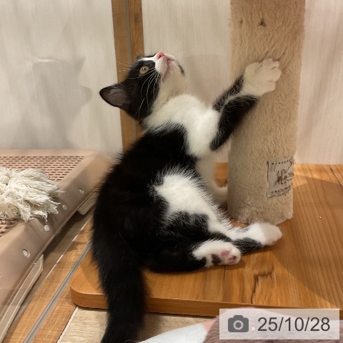 スコティッシュフォールドの写真