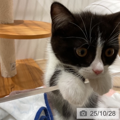 スコティッシュフォールドの写真