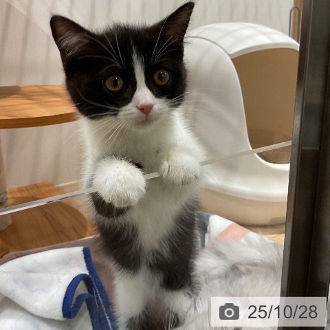 スコティッシュフォールドの写真