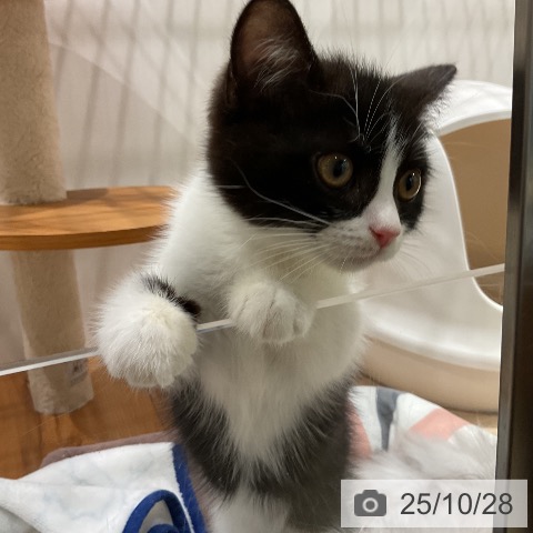 スコティッシュフォールドの写真