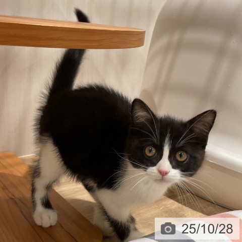 スコティッシュフォールドの写真