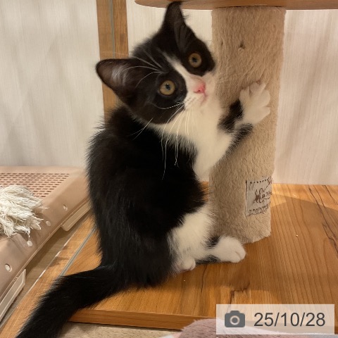 スコティッシュフォールドの写真