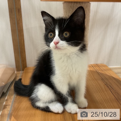 スコティッシュフォールドの写真