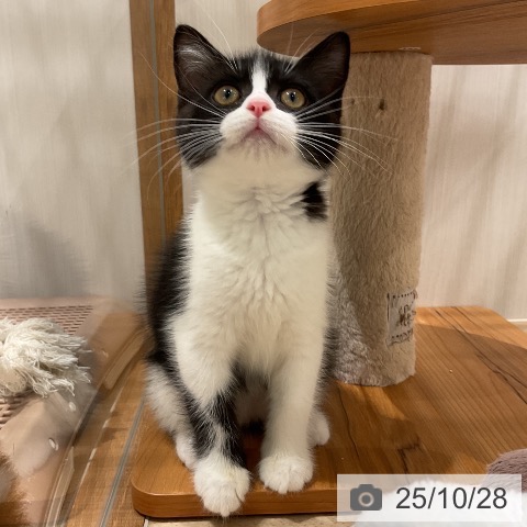 スコティッシュフォールドの写真