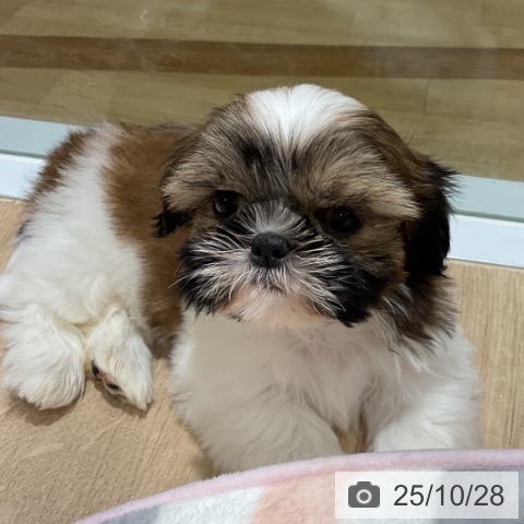 シー・ズーの写真