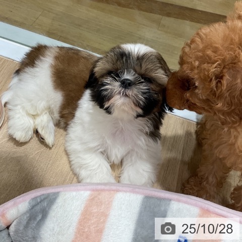 シー・ズーの写真