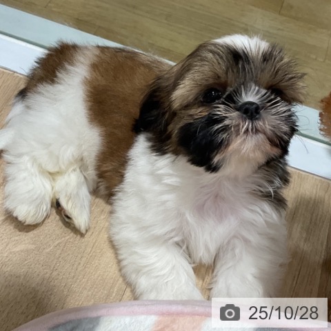 シー・ズーの写真