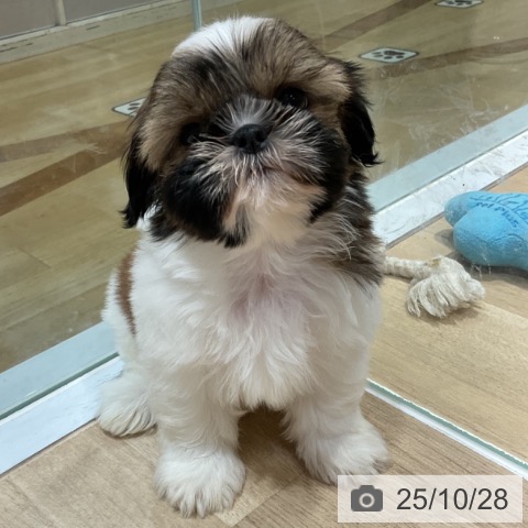 シー・ズーの写真