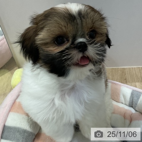 福岡県のシーズー (ペットプラス 八幡東店/2025年8月25日生まれ/男の子/ゴールドホワイト)の子犬の3枚目の画像