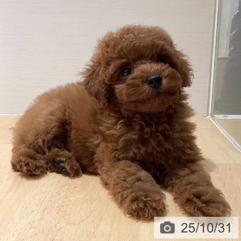 トイ・プードルの写真