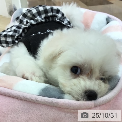 ビション・フリーゼの写真