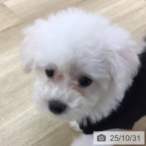 ビション・フリーゼの写真