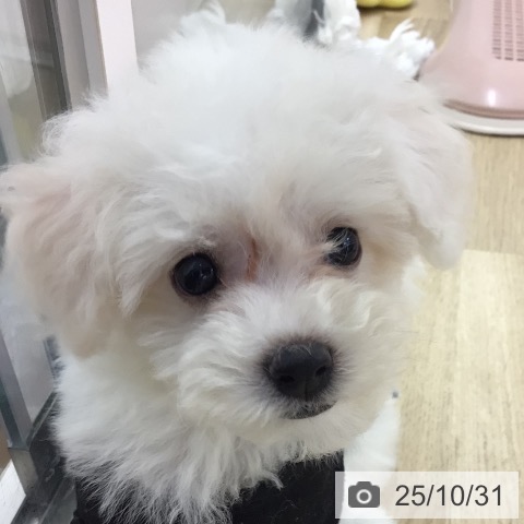 ビション・フリーゼの写真