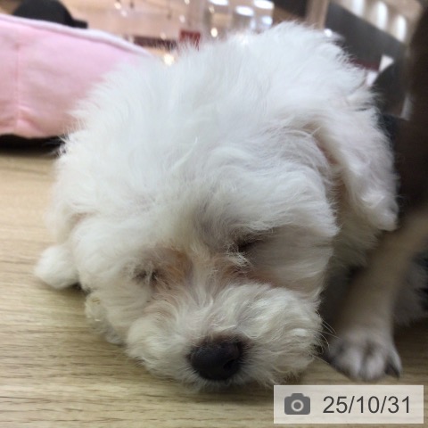 ビション・フリーゼの写真