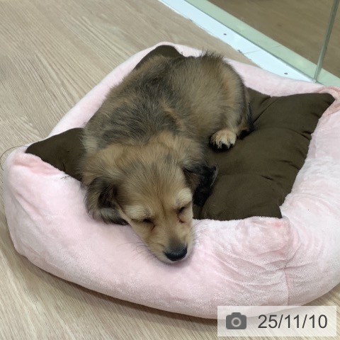 神奈川県のミニチュアダックスフンド(ロング) (ペットプラス 新百合丘店/2025年8月28日生まれ/男の子/シェーデットイエロー)の子犬の4枚目の画像