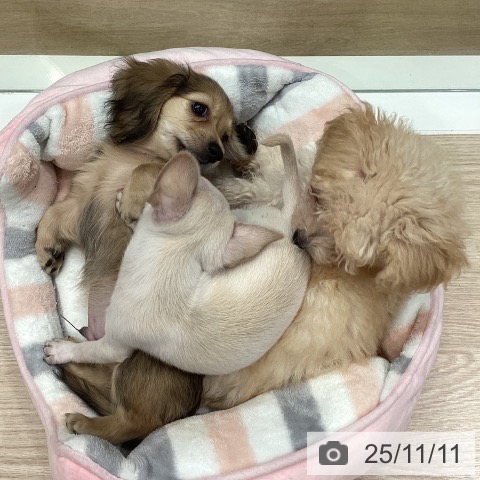 神奈川県のミニチュアダックスフンド(ロング) (ペットプラス 新百合丘店/2025年8月28日生まれ/男の子/シェーデットイエロー)の子犬の3枚目の画像