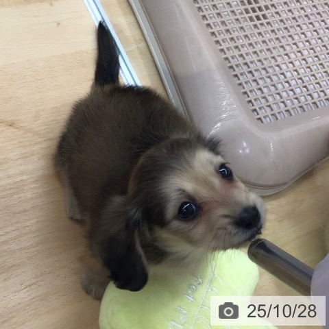 ミニチュア・ダックスフンドの写真