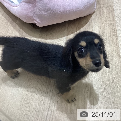 岩手県のカニンヘンダックスフンド(ロング) (ペットプラス 盛岡南店/2025年8月28日生まれ/女の子/ブラックイエロー)の子犬の4枚目の画像