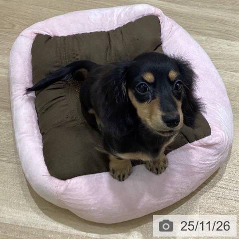 岩手県のカニンヘンダックスフンド(ロング) (ペットプラス 盛岡南店/2025年8月28日生まれ/女の子/ブラックイエロー)の子犬の3枚目の画像