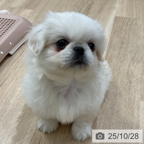 ペキニーズの写真