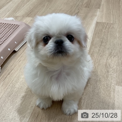 ペキニーズの写真