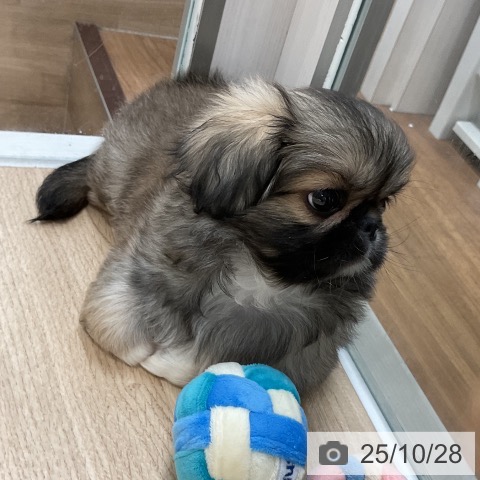 ペキニーズの写真