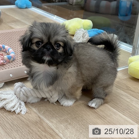 ペキニーズの写真